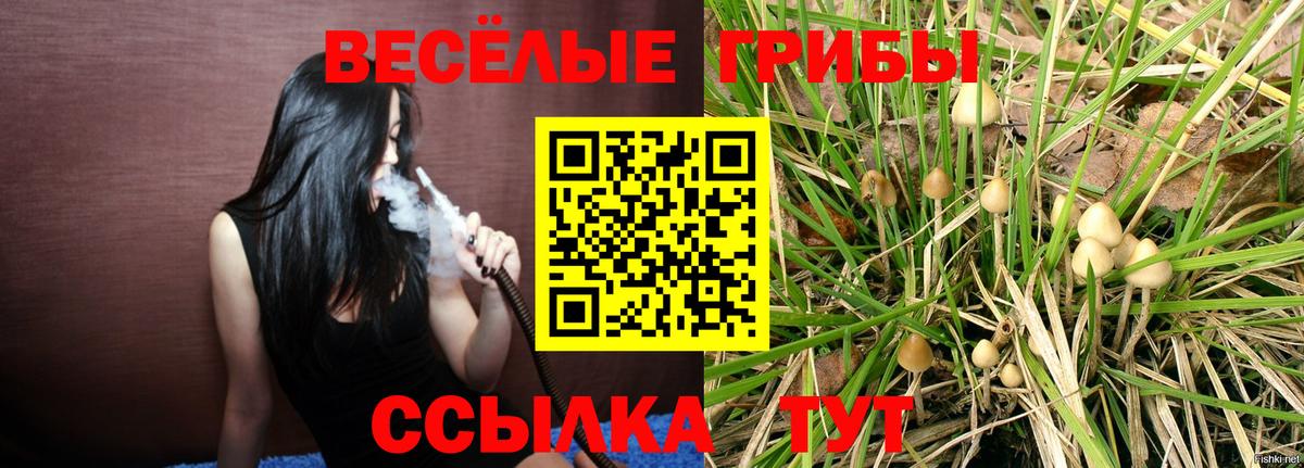Псилоцибиновые грибы Psilocybe Заводоуковск